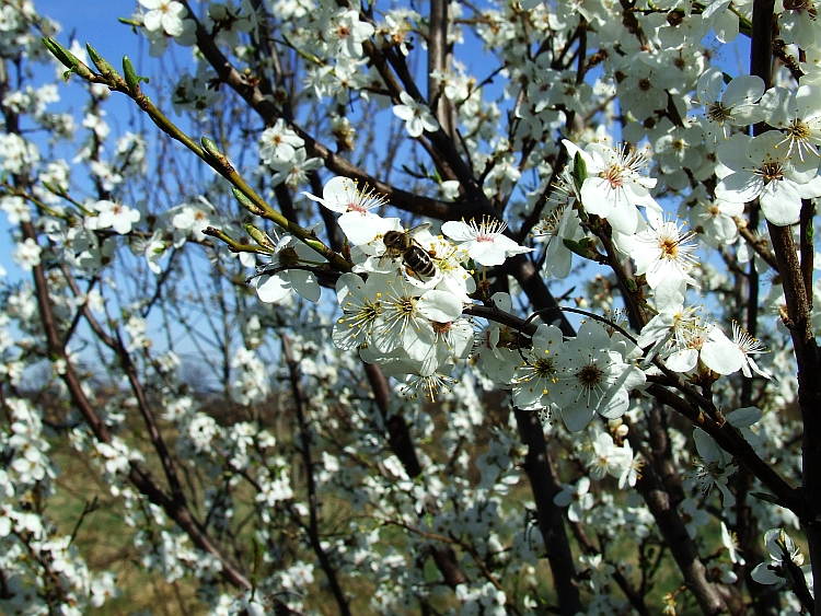 Wczytywanie Obrazu...