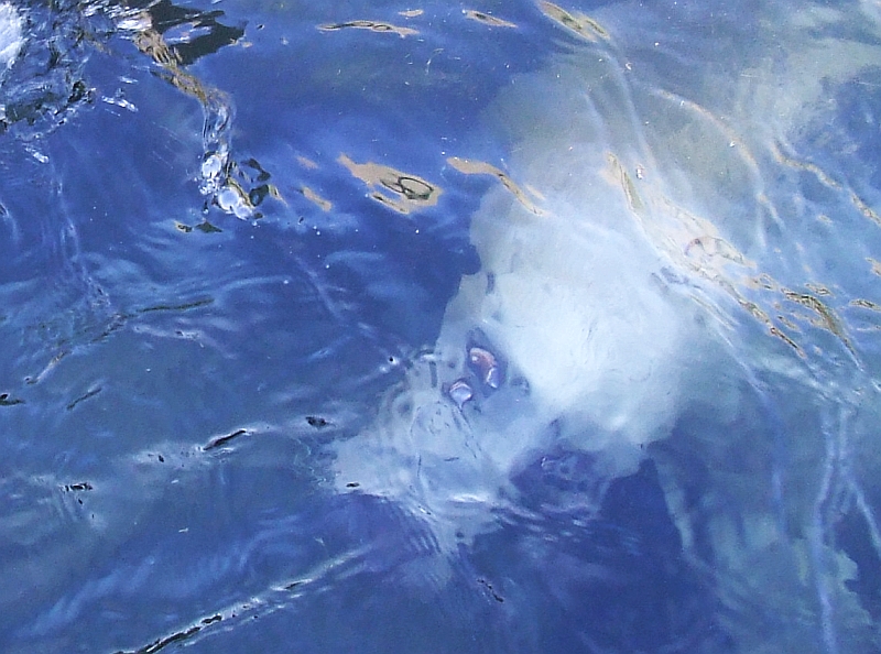 Wczytywanie Obrazu...