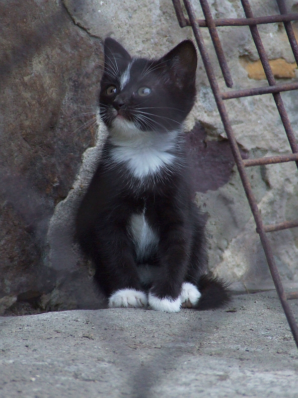 Wczytywanie Obrazu...