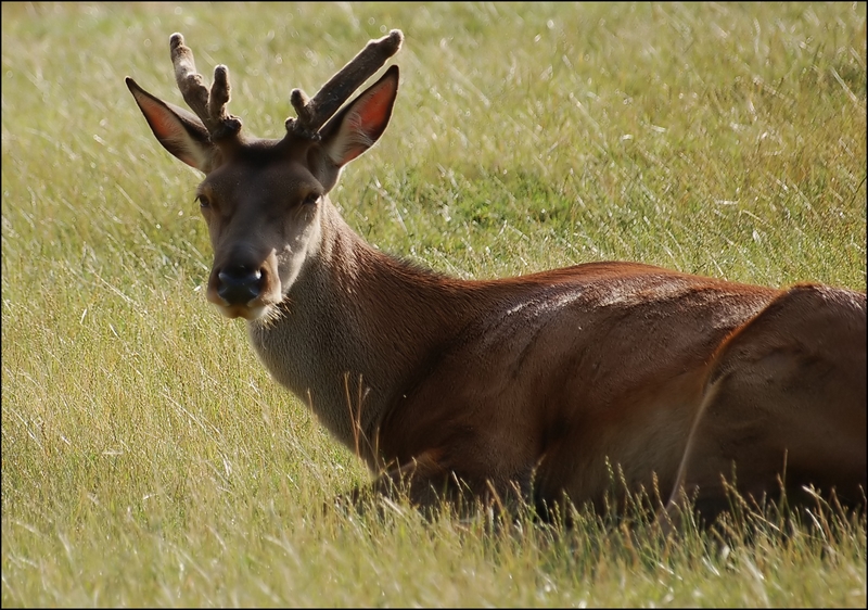 Wczytywanie Obrazu...