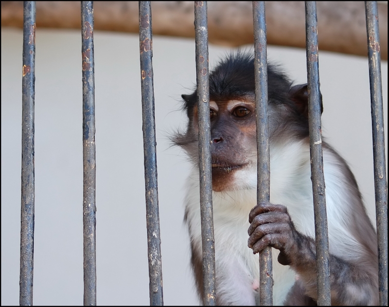 Wczytywanie Obrazu...