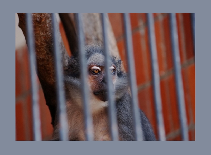 Wczytywanie Obrazu...