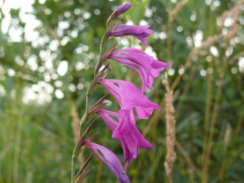 Wczytywanie Obrazu...