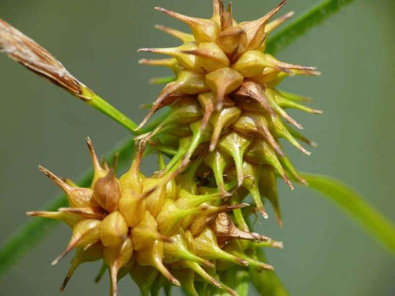 Wczytywanie Obrazu...