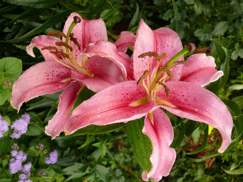 Wczytywanie Obrazu...