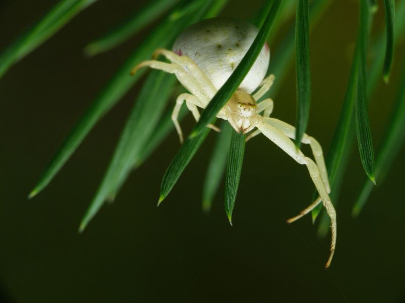 Wczytywanie Obrazu...