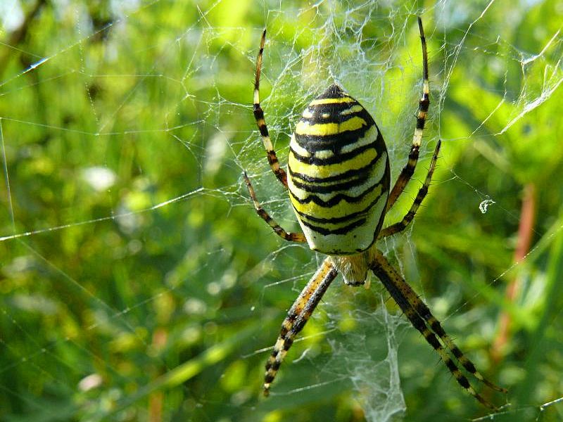 Wczytywanie Obrazu...