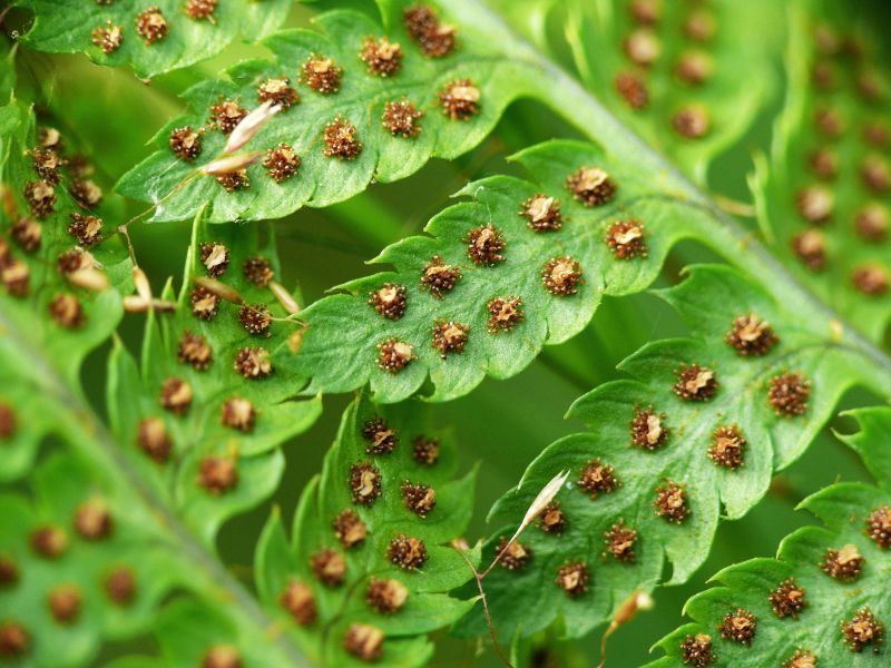 Wczytywanie Obrazu...