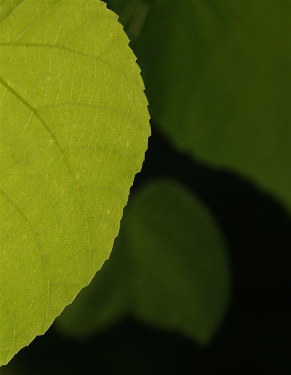 Wczytywanie Obrazu...