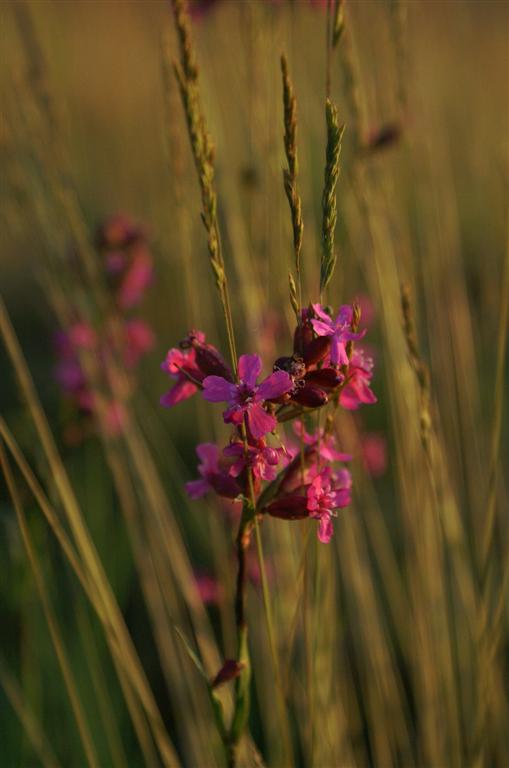 Wczytywanie Obrazu...