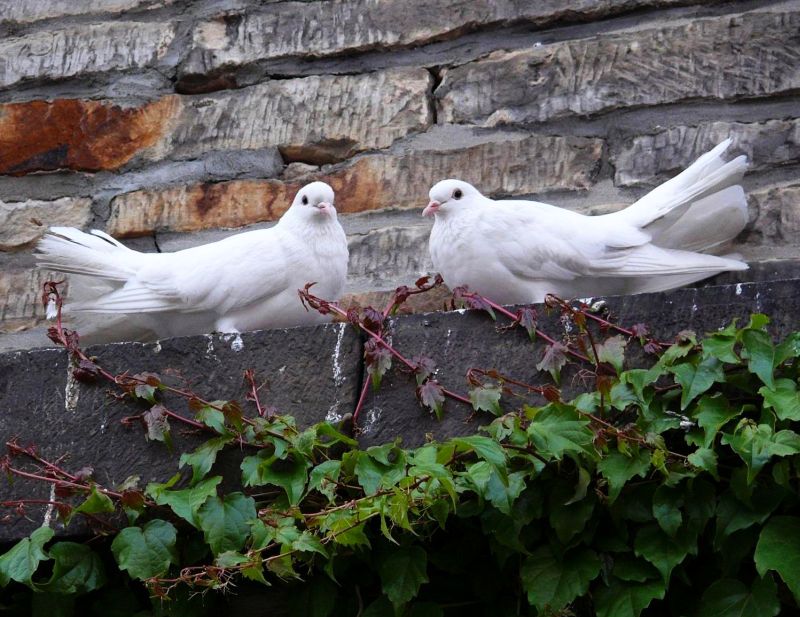 Wczytywanie Obrazu...