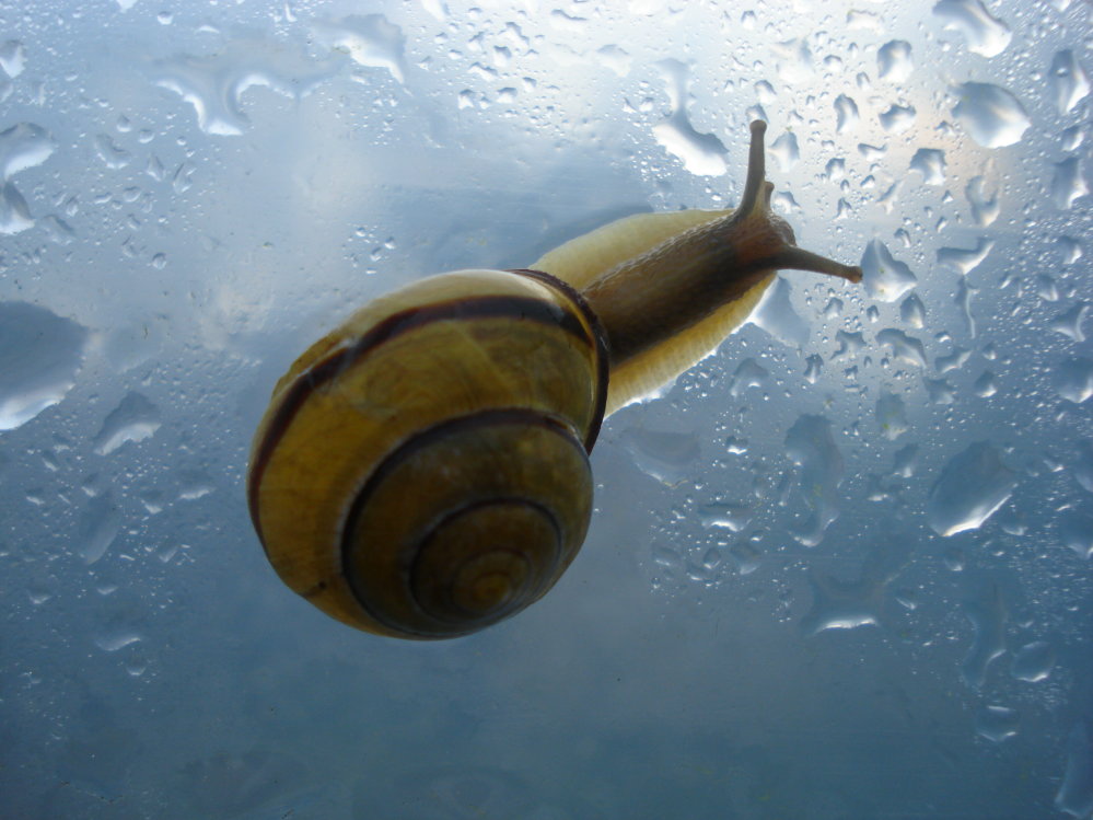 Wczytywanie Obrazu...