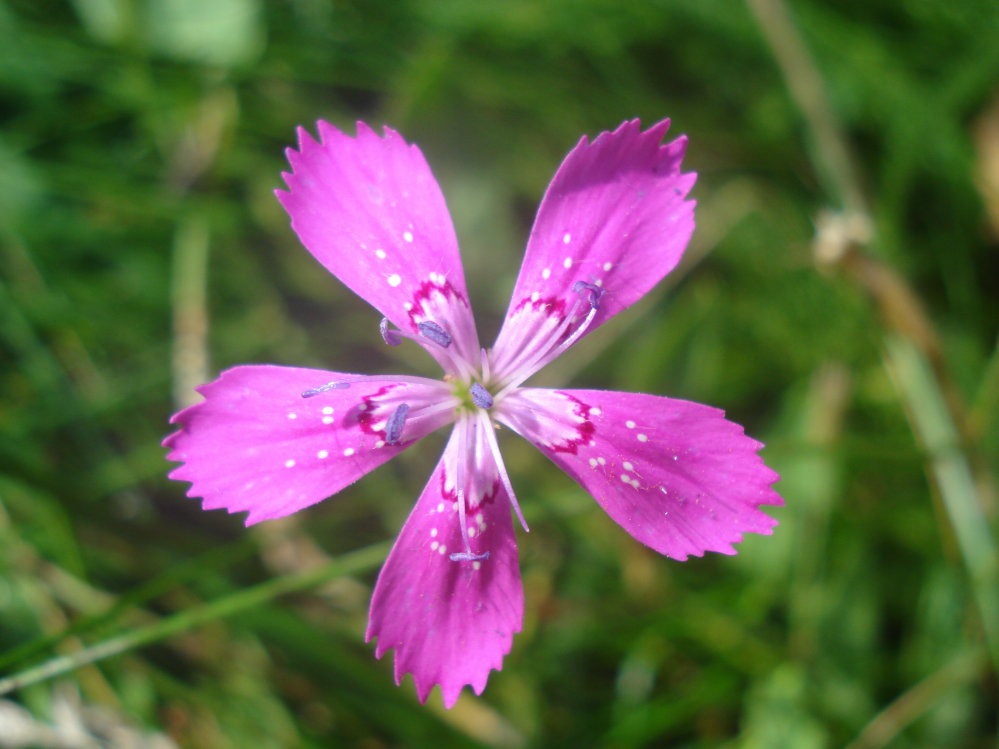 Wczytywanie Obrazu...