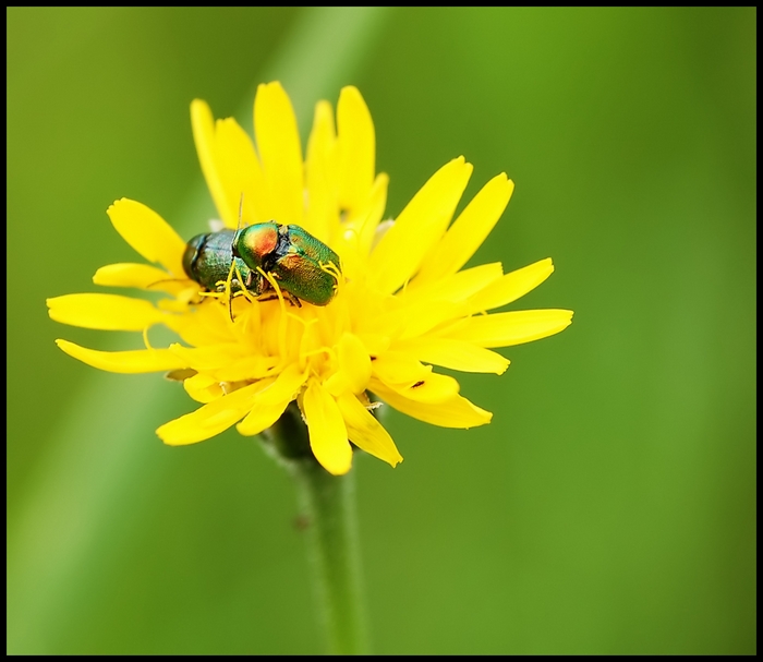 Wczytywanie Obrazu...