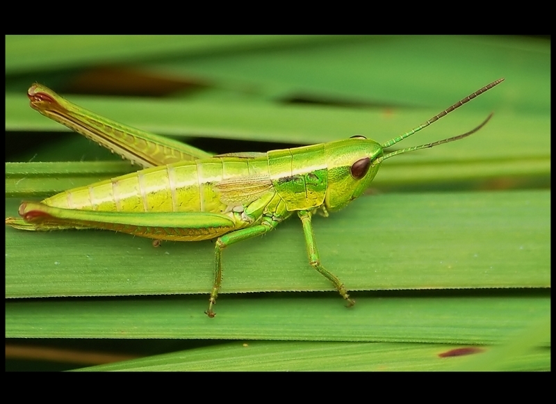 Wczytywanie Obrazu...