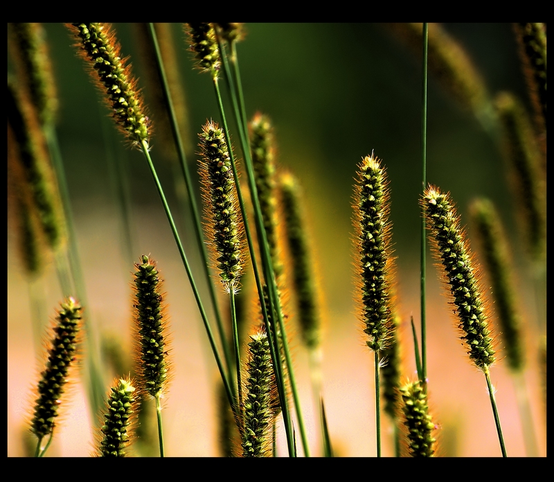 Wczytywanie Obrazu...