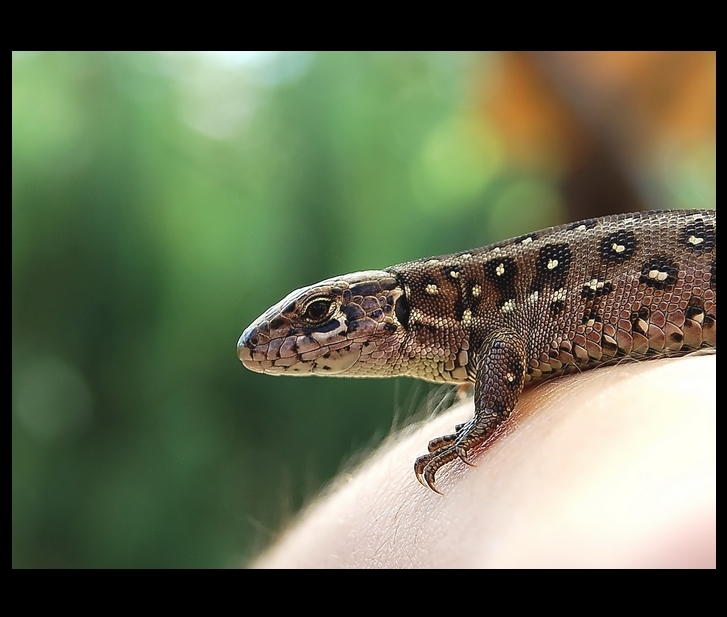 Wczytywanie Obrazu...