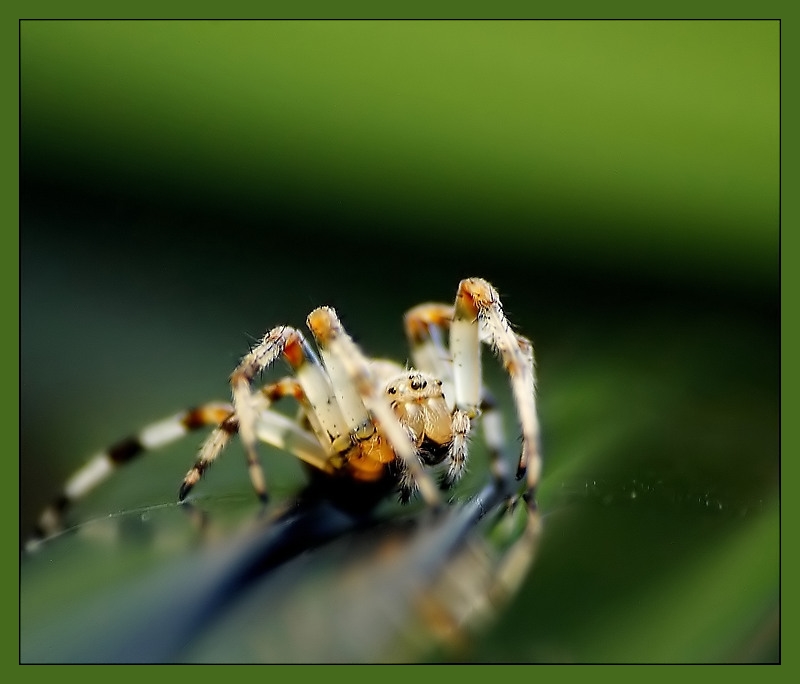 Wczytywanie Obrazu...