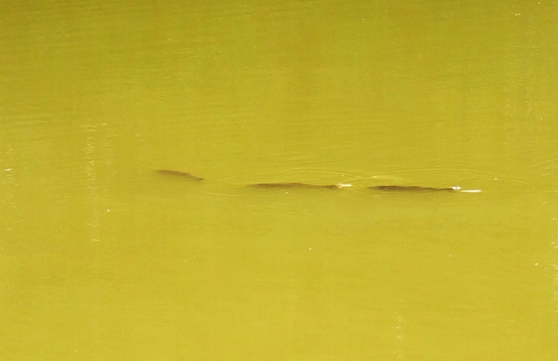 Wczytywanie Obrazu...