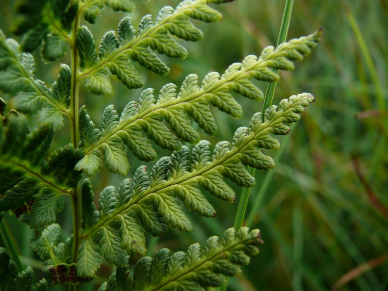 Wczytywanie Obrazu...