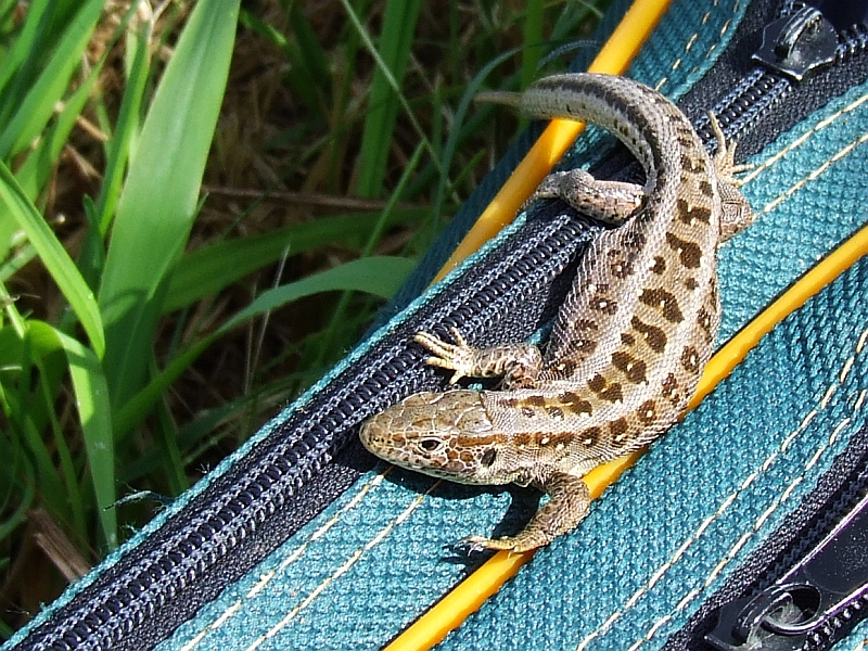 Wczytywanie Obrazu...