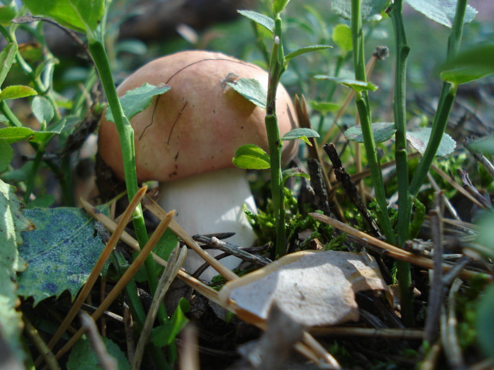 Wczytywanie Obrazu...