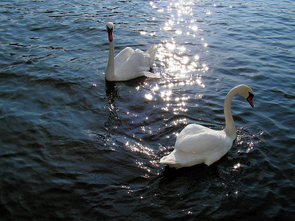 Wczytywanie Obrazu...