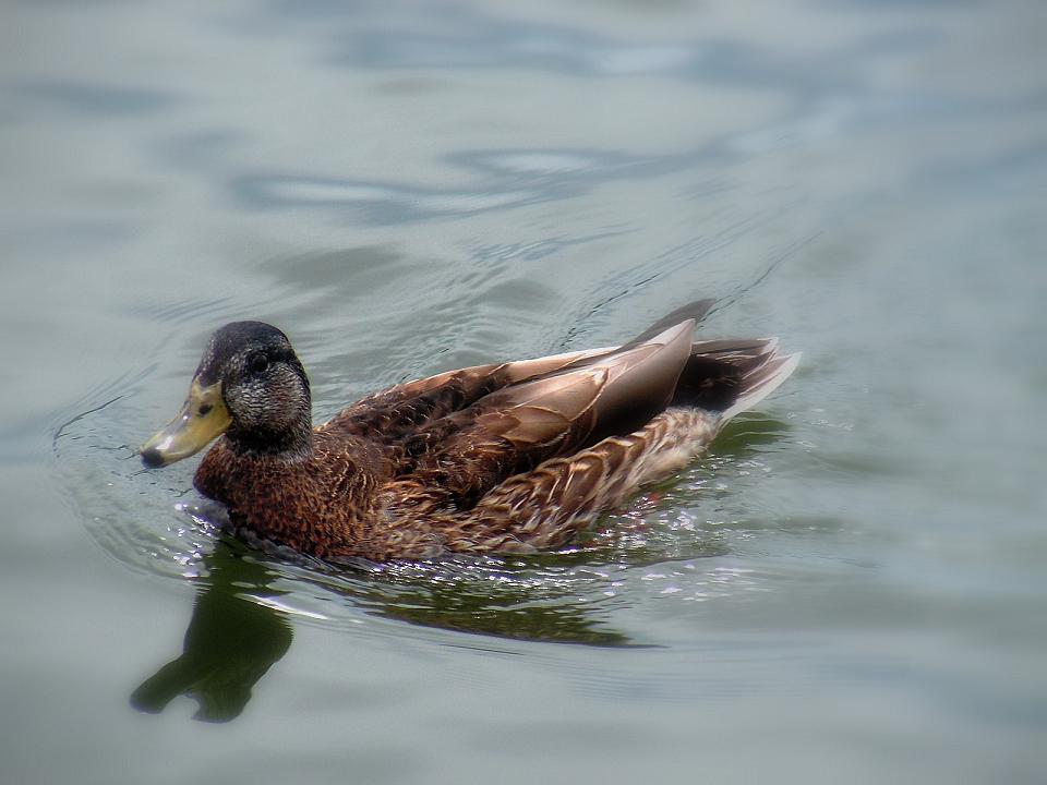 Wczytywanie Obrazu...