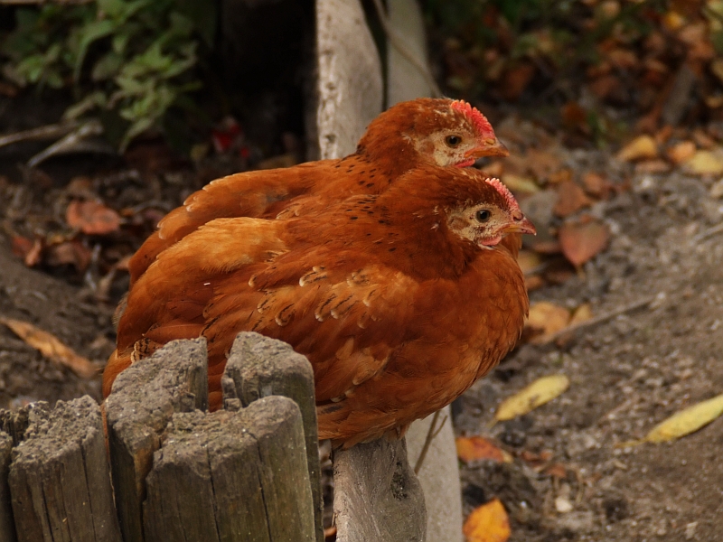 Wczytywanie Obrazu...