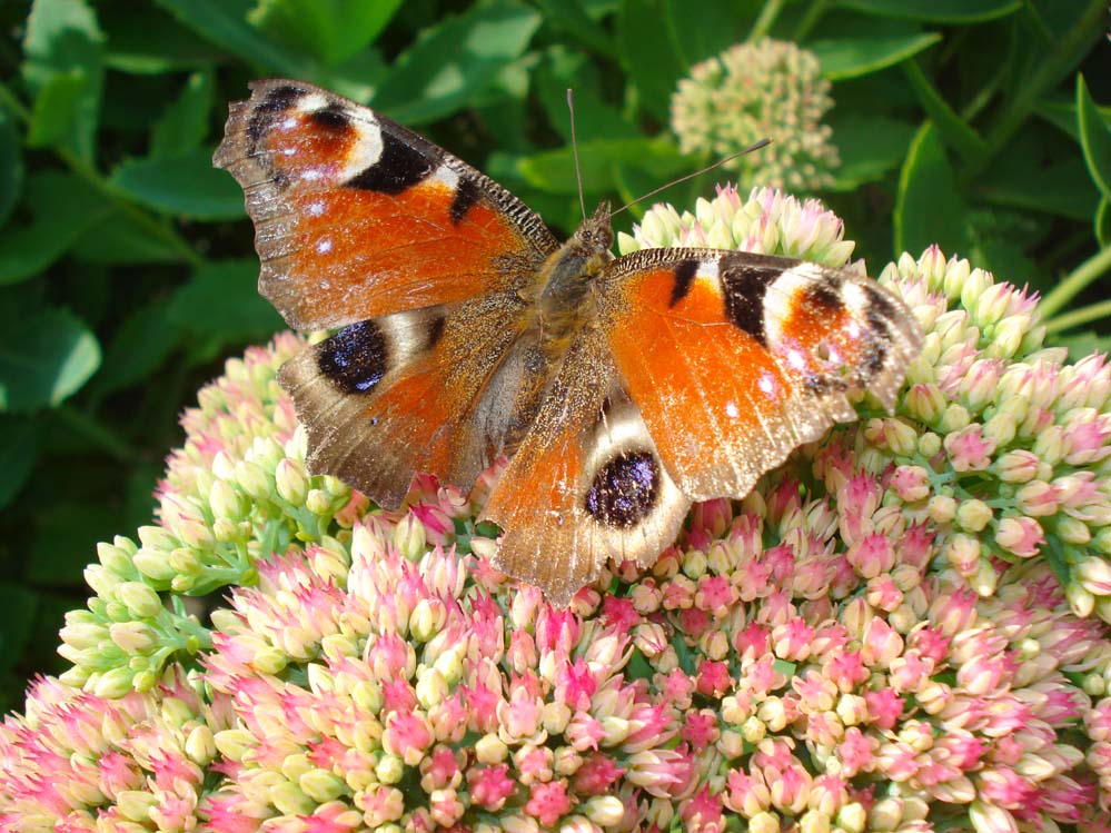 Wczytywanie Obrazu...