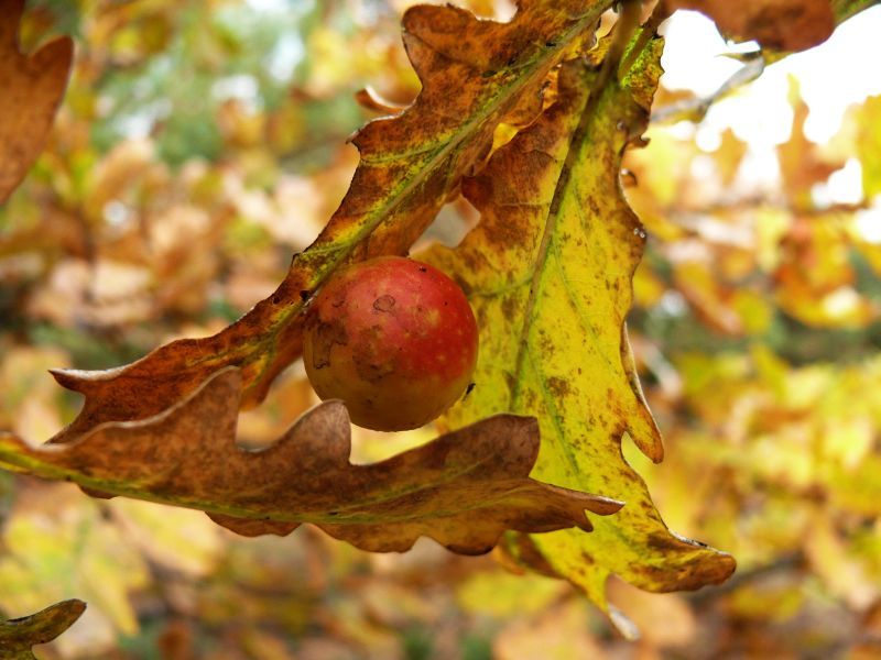 Wczytywanie Obrazu...