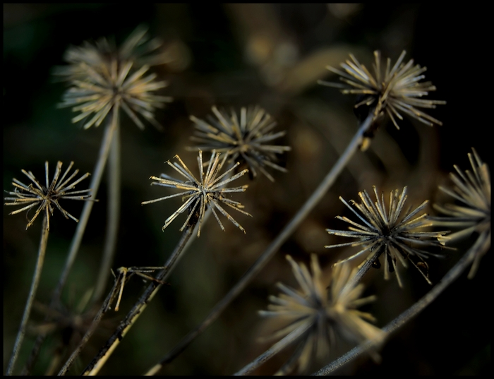 Wczytywanie Obrazu...