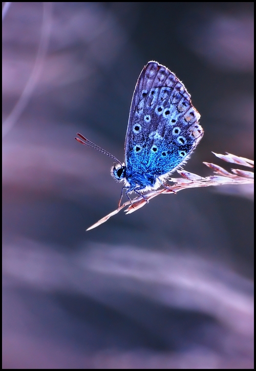 Wczytywanie Obrazu...