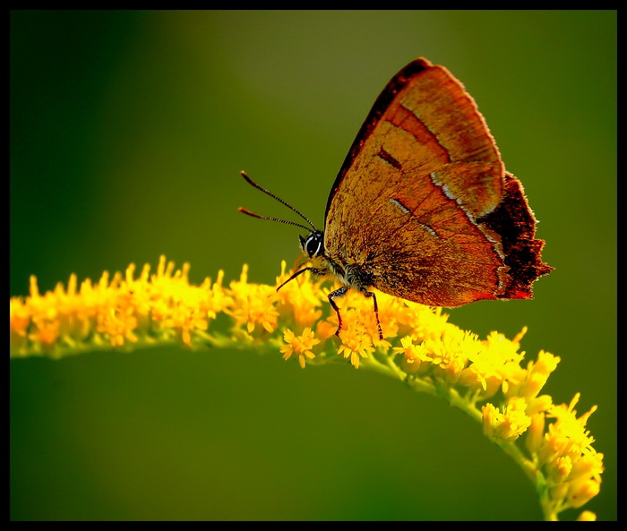 Wczytywanie Obrazu...