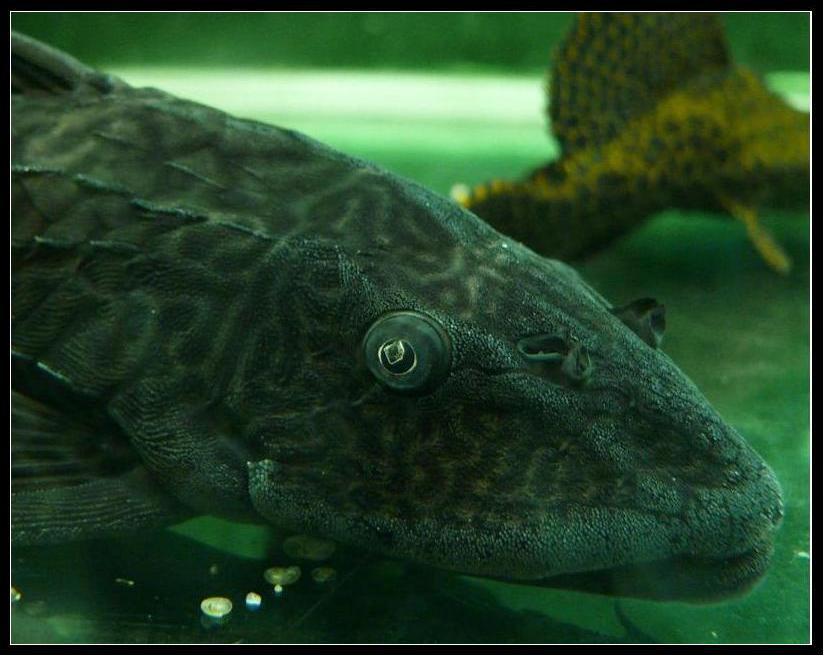 Wczytywanie Obrazu...