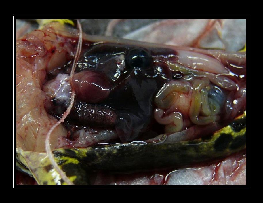 Wczytywanie Obrazu...