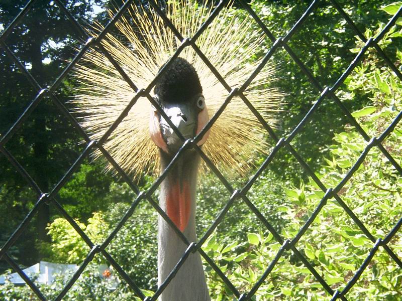 Wczytywanie Obrazu...