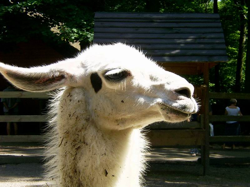 Wczytywanie Obrazu...