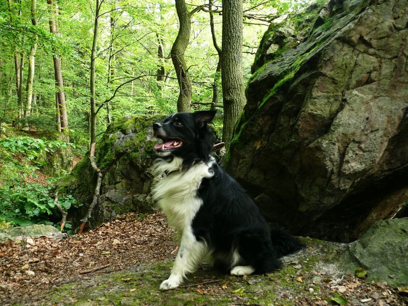 Wczytywanie Obrazu...