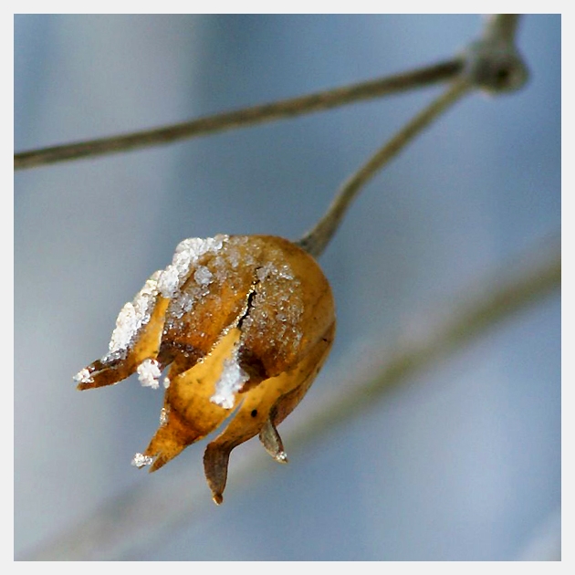 Wczytywanie Obrazu...