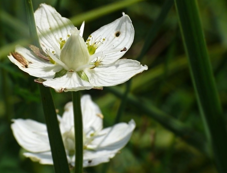 Wczytywanie Obrazu...