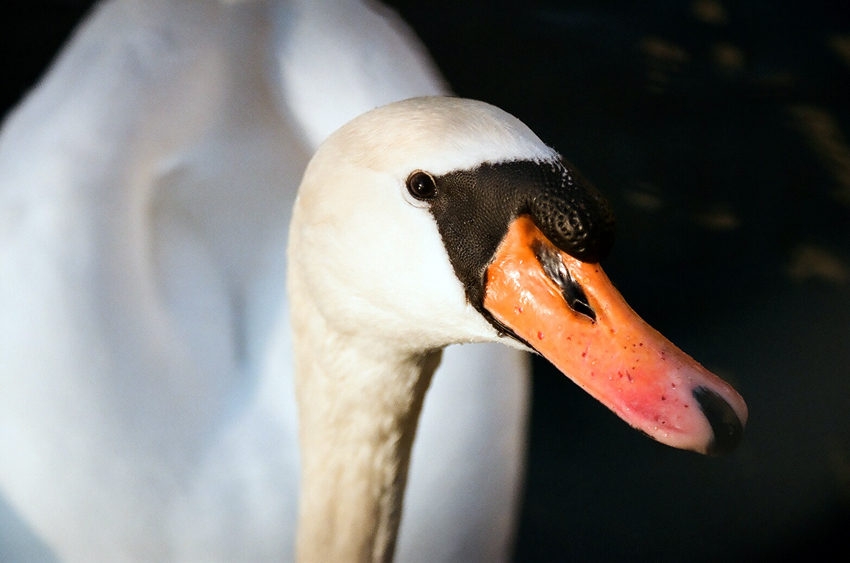 Wczytywanie Obrazu...