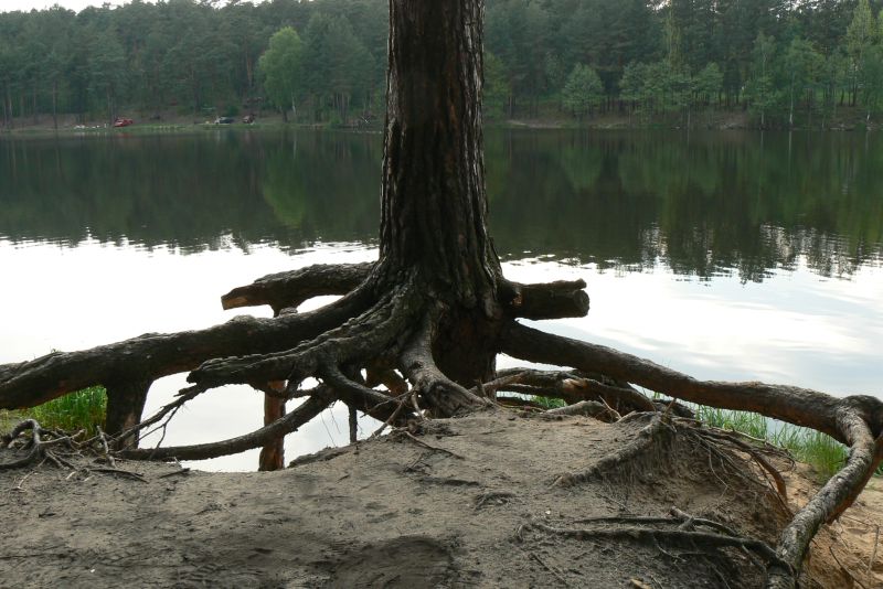 Wczytywanie Obrazu...