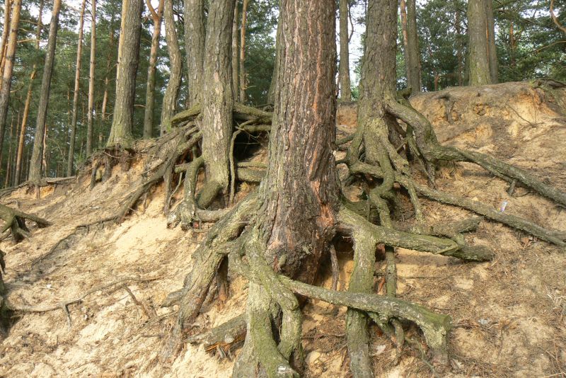 Wczytywanie Obrazu...