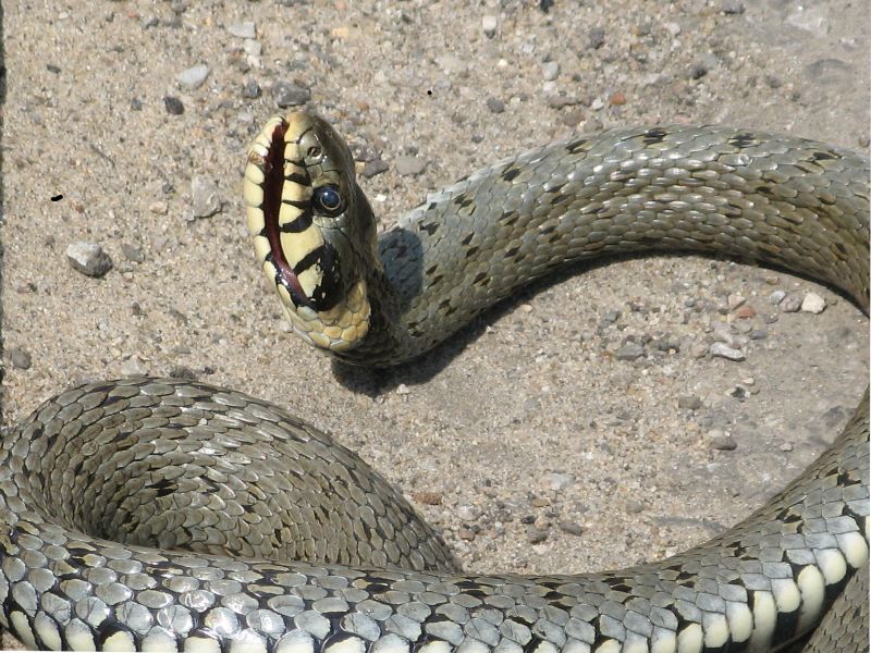 Wczytywanie Obrazu...