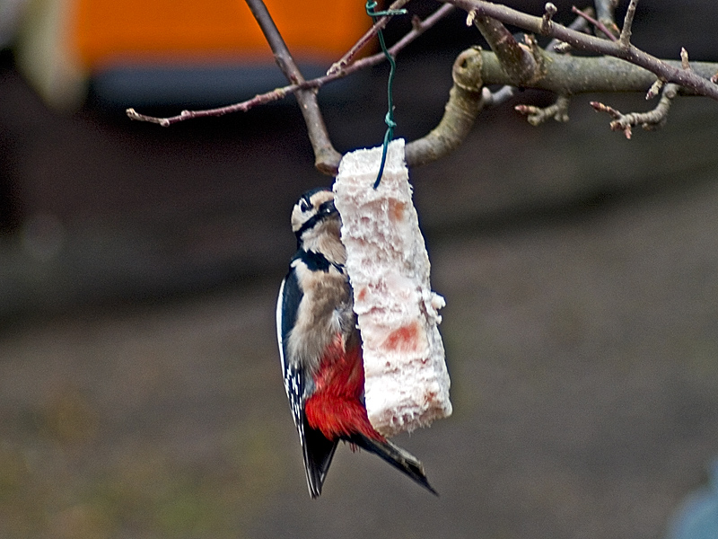 Wczytywanie Obrazu...