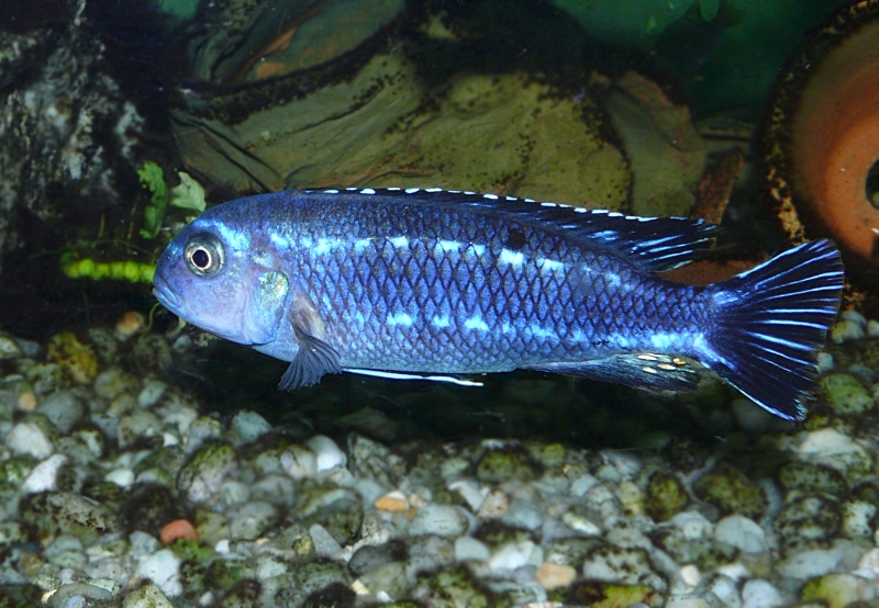 Wczytywanie Obrazu...