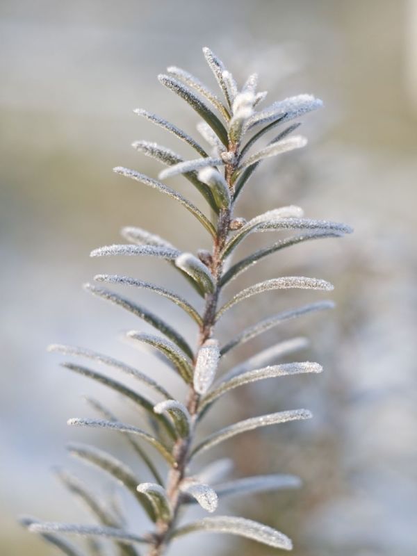 Wczytywanie Obrazu...