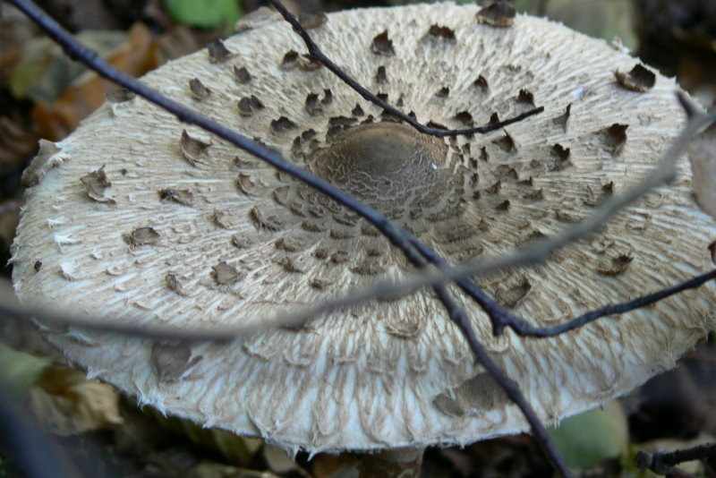 Wczytywanie Obrazu...