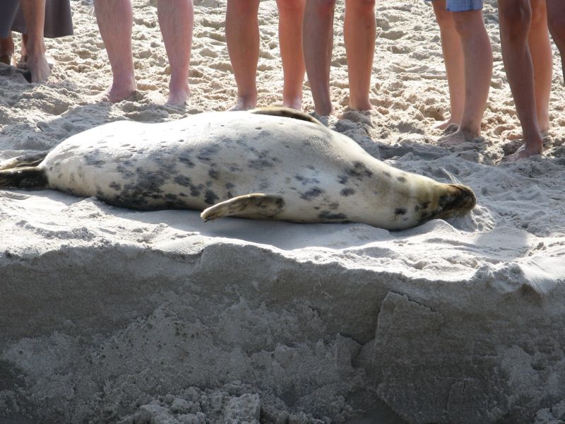 Wczytywanie Obrazu...